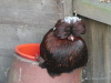 Photo of a red Polish bantam, roosting on a red chimney pot