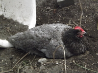 hen in dirt bath