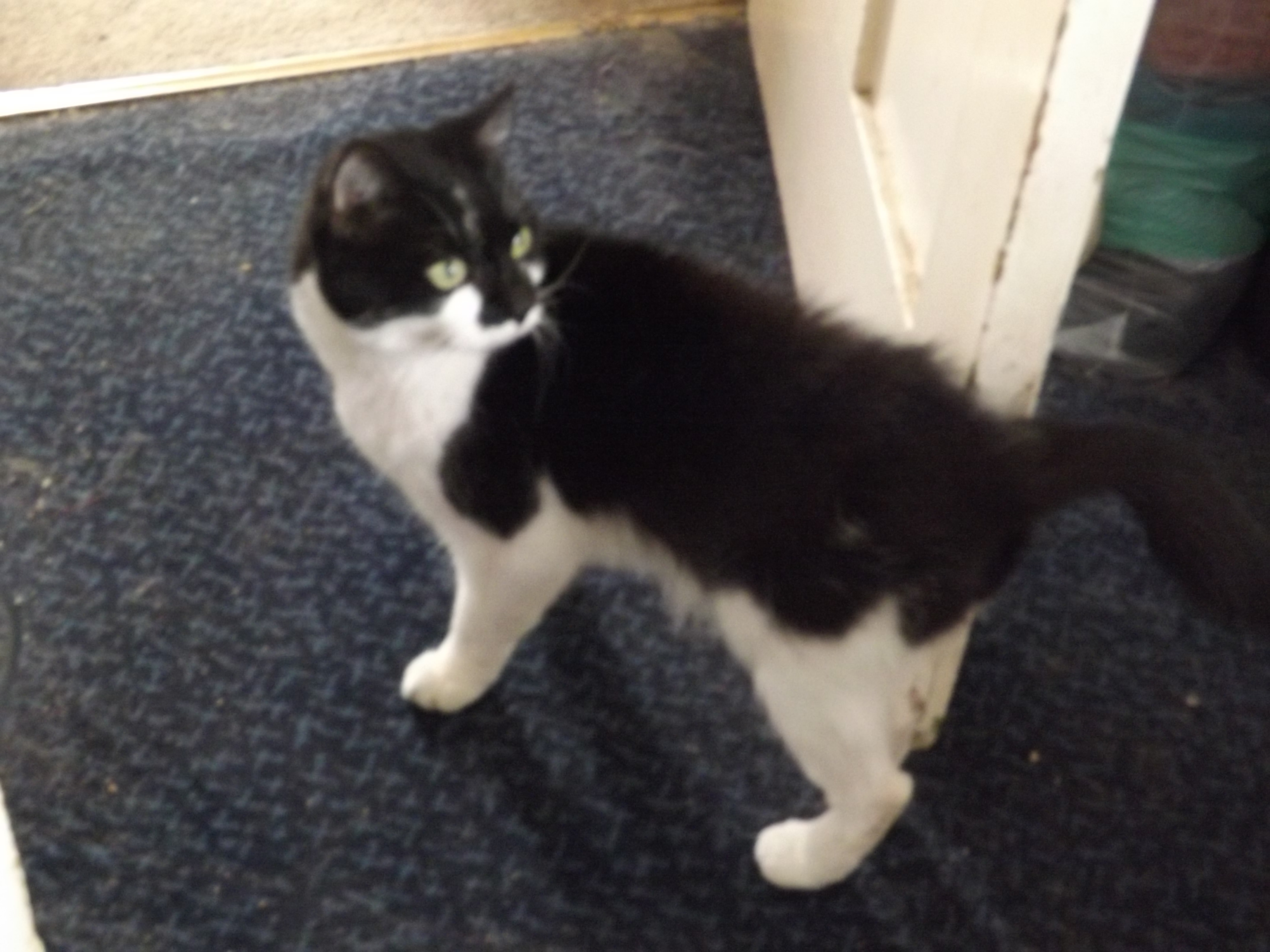 Mini Mia (aka Pumpkin), a black-and-white cat
