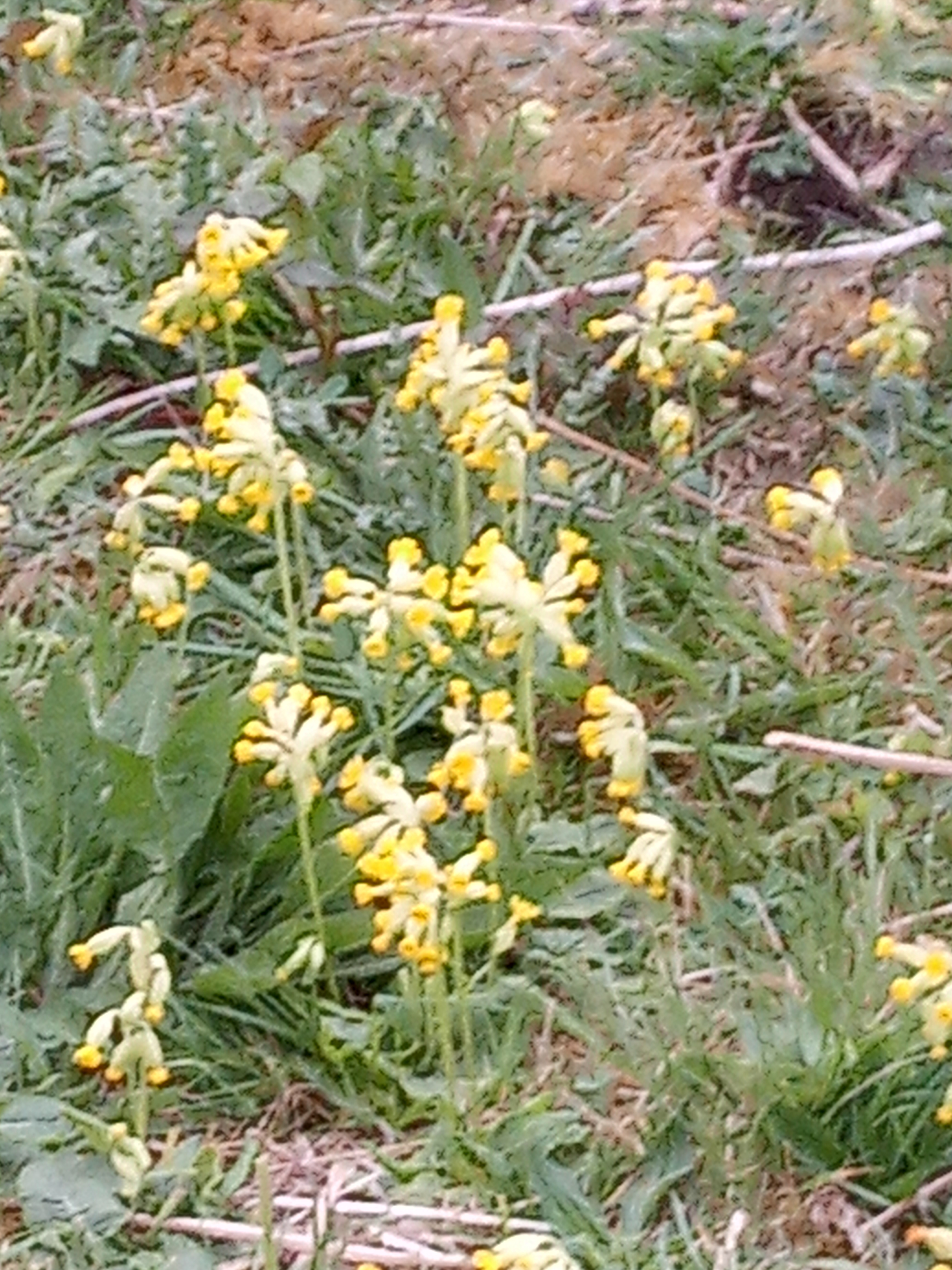 Picture of almost open cowslips