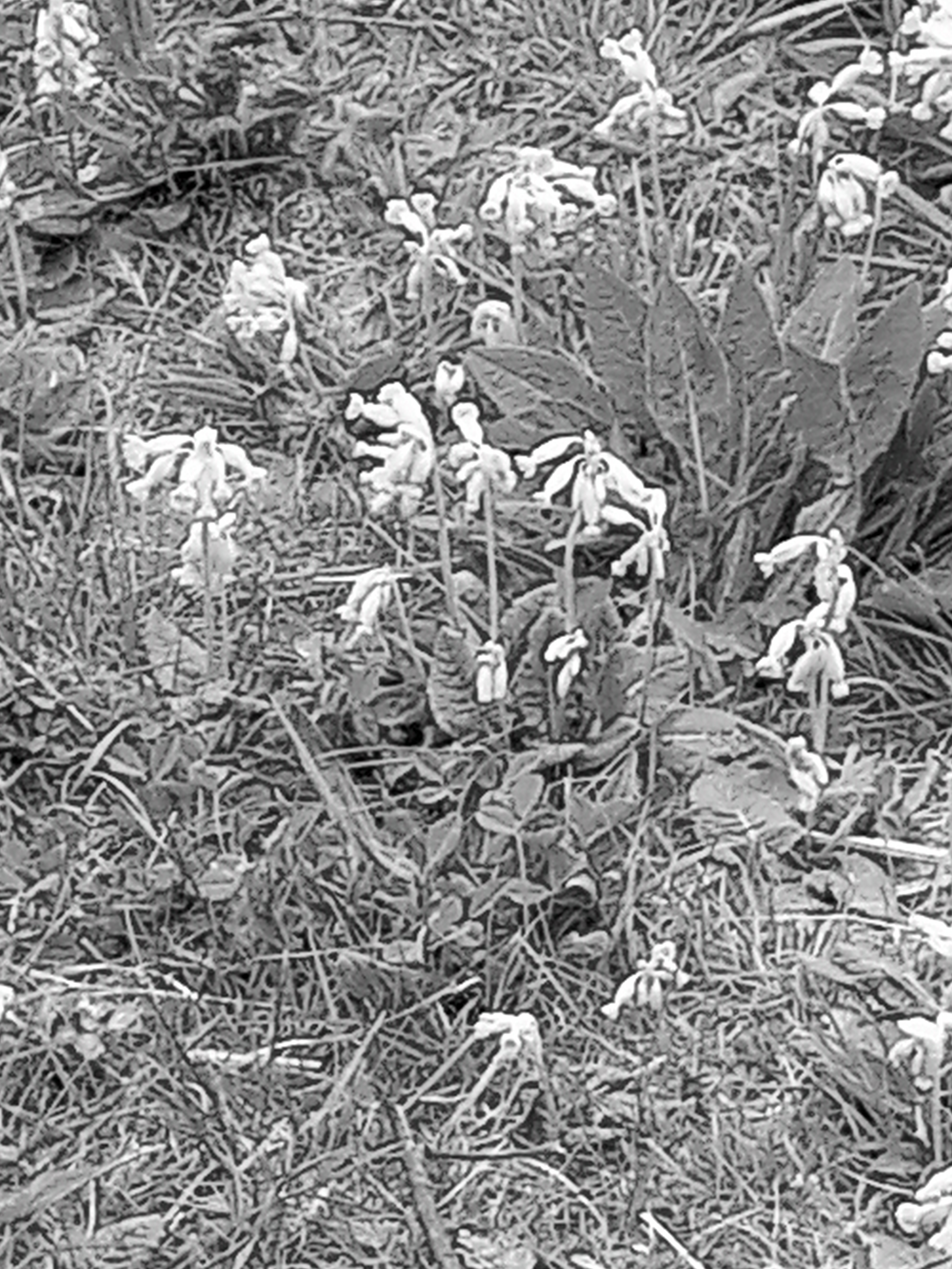 Black and white photo of cowslips