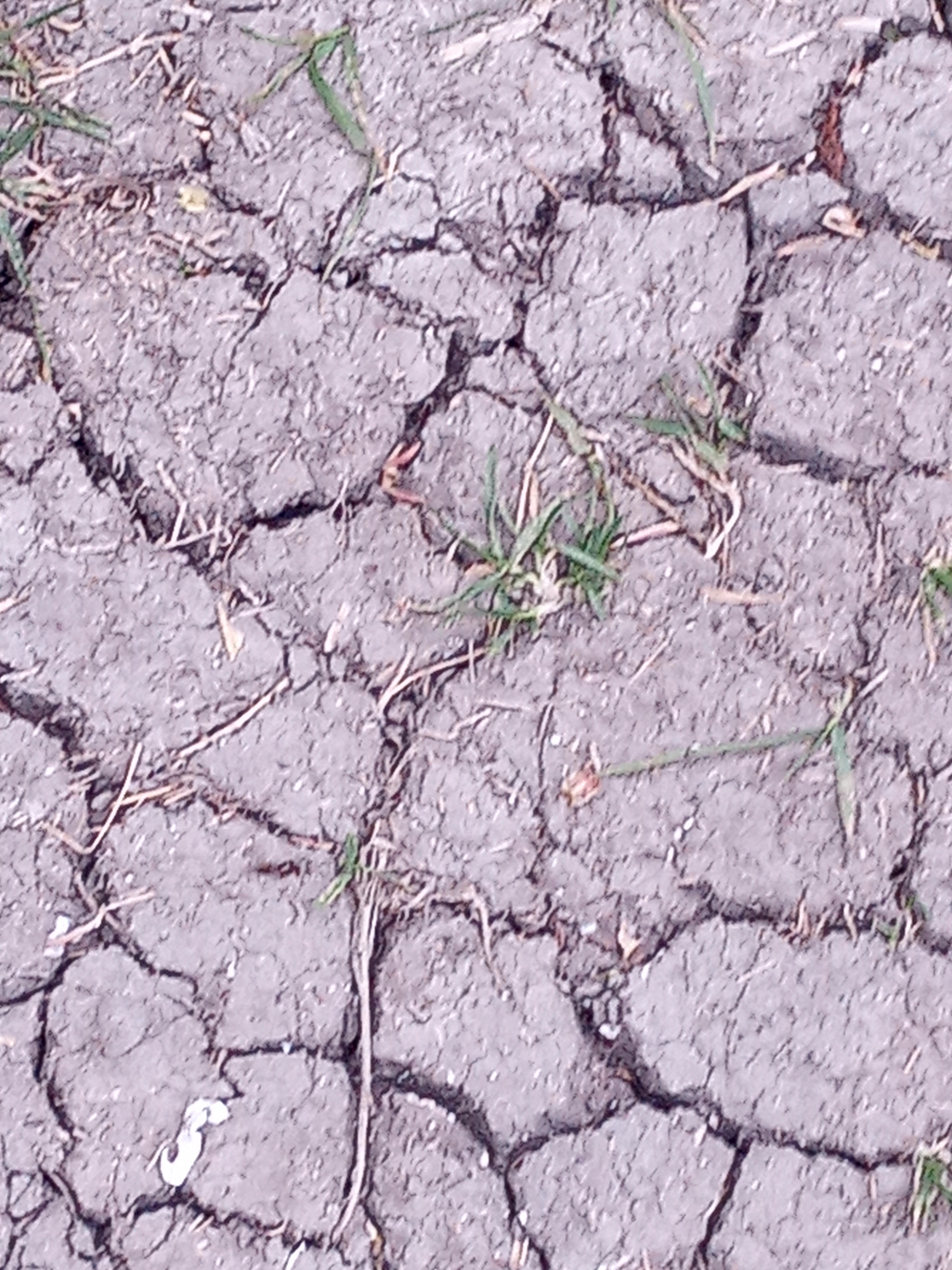 Photo of parched earth