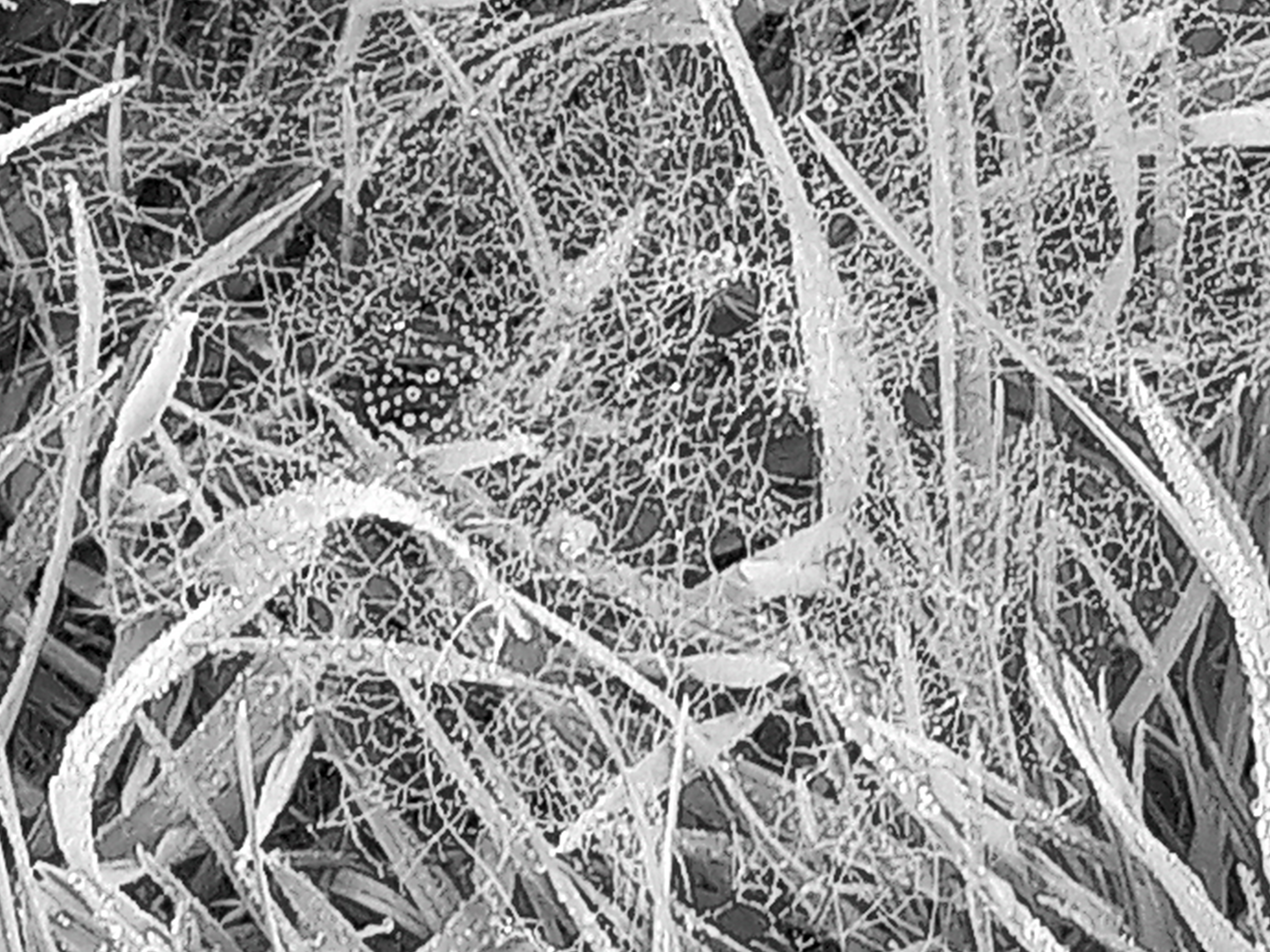 Photo of spiderweb with dewdrops