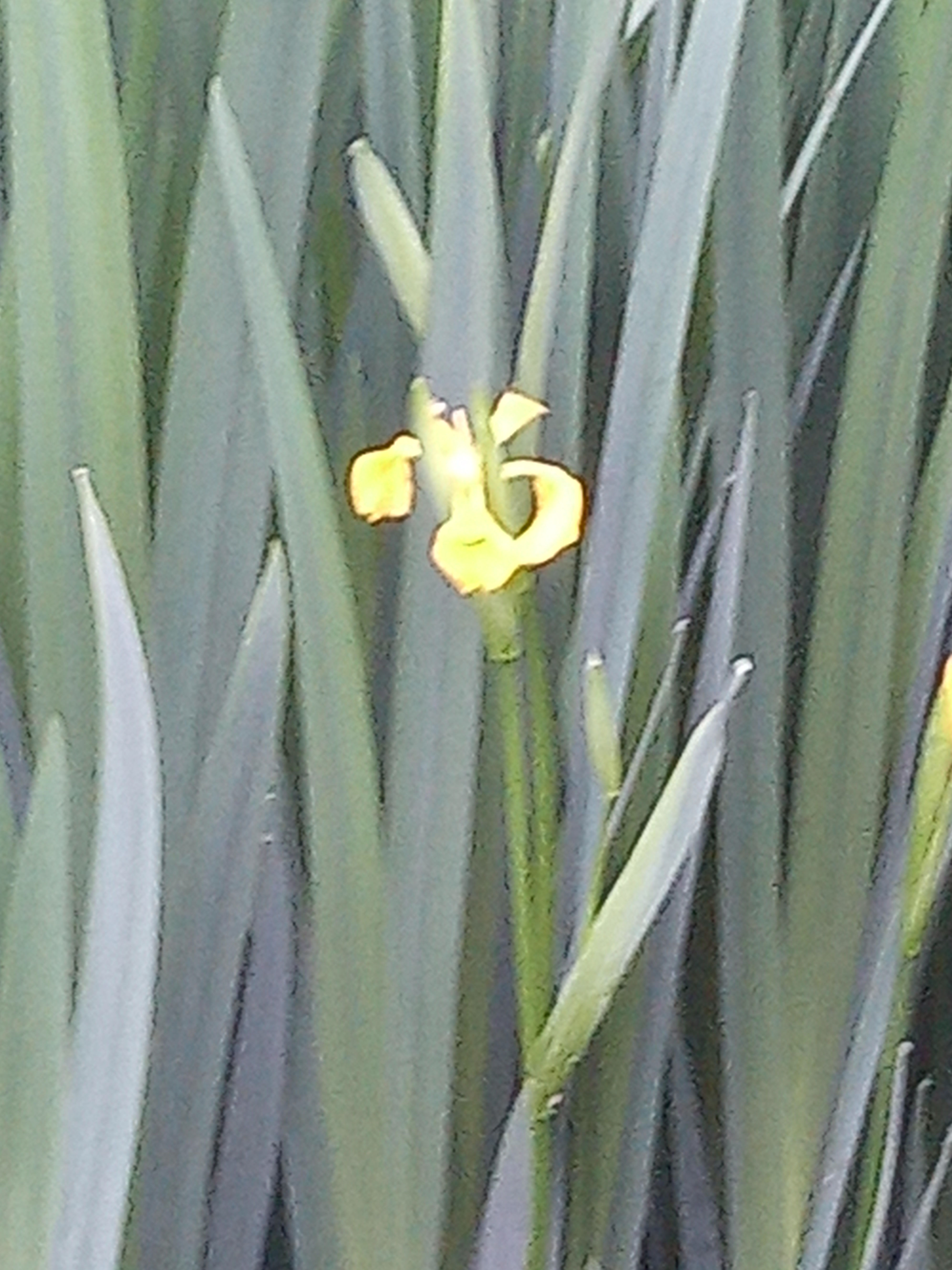 Photo of a yellow iris
