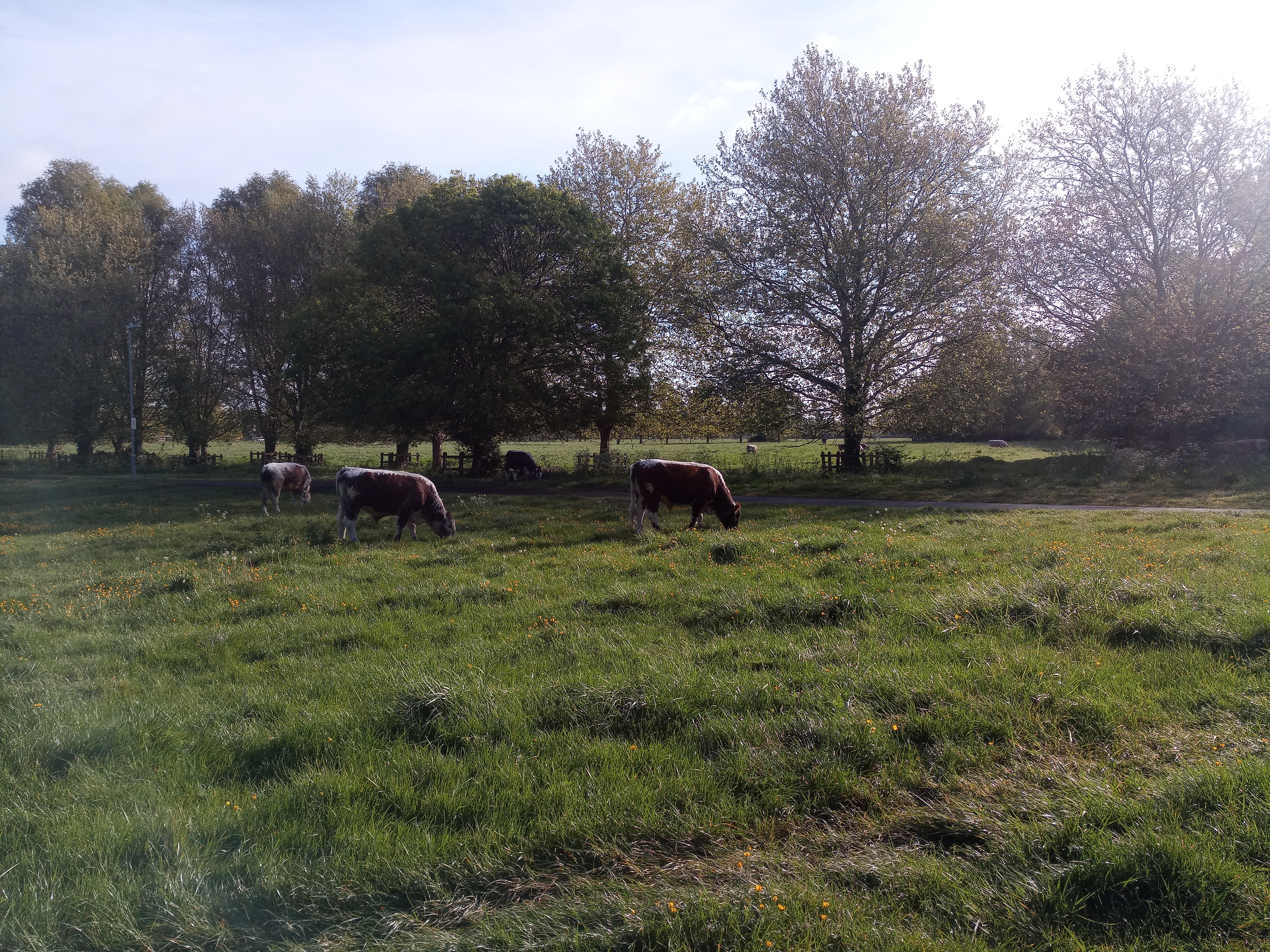 Photo of Grazing Cattle and Trees in the Background