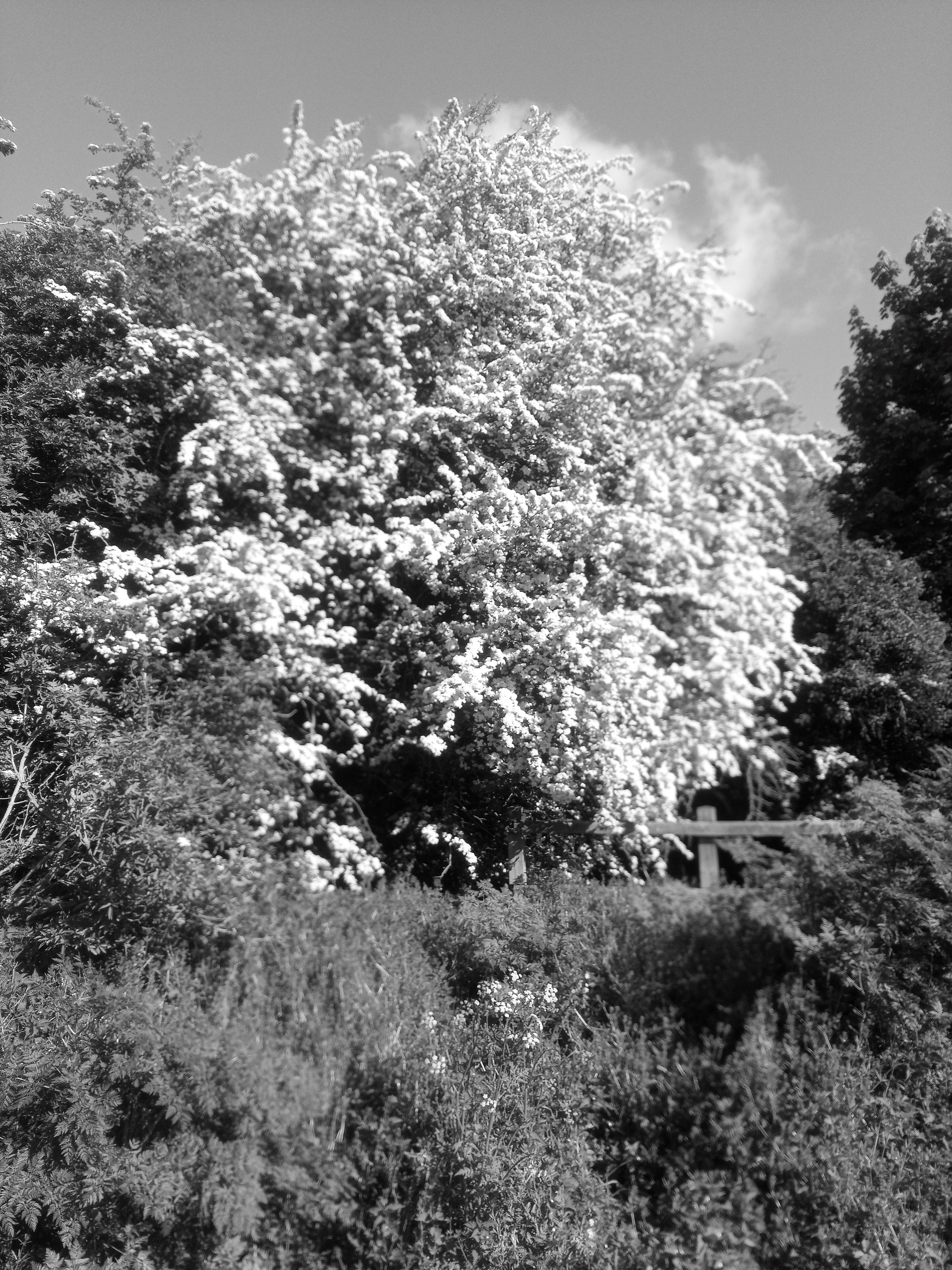 Photo of a hawthorn tree in blossom