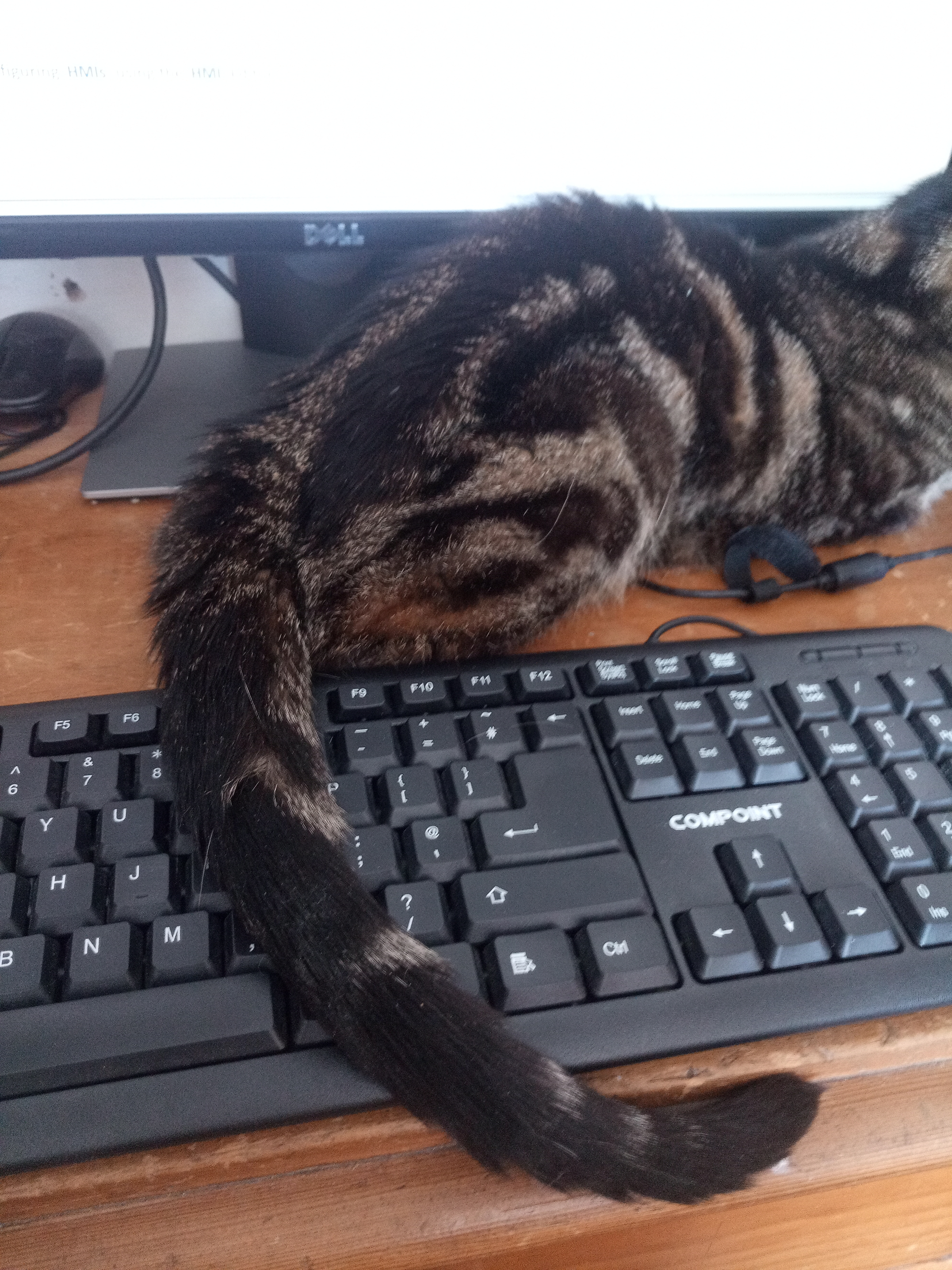 Pur-ssession is 9/10s Photo of cat's tails draped across a keyboard