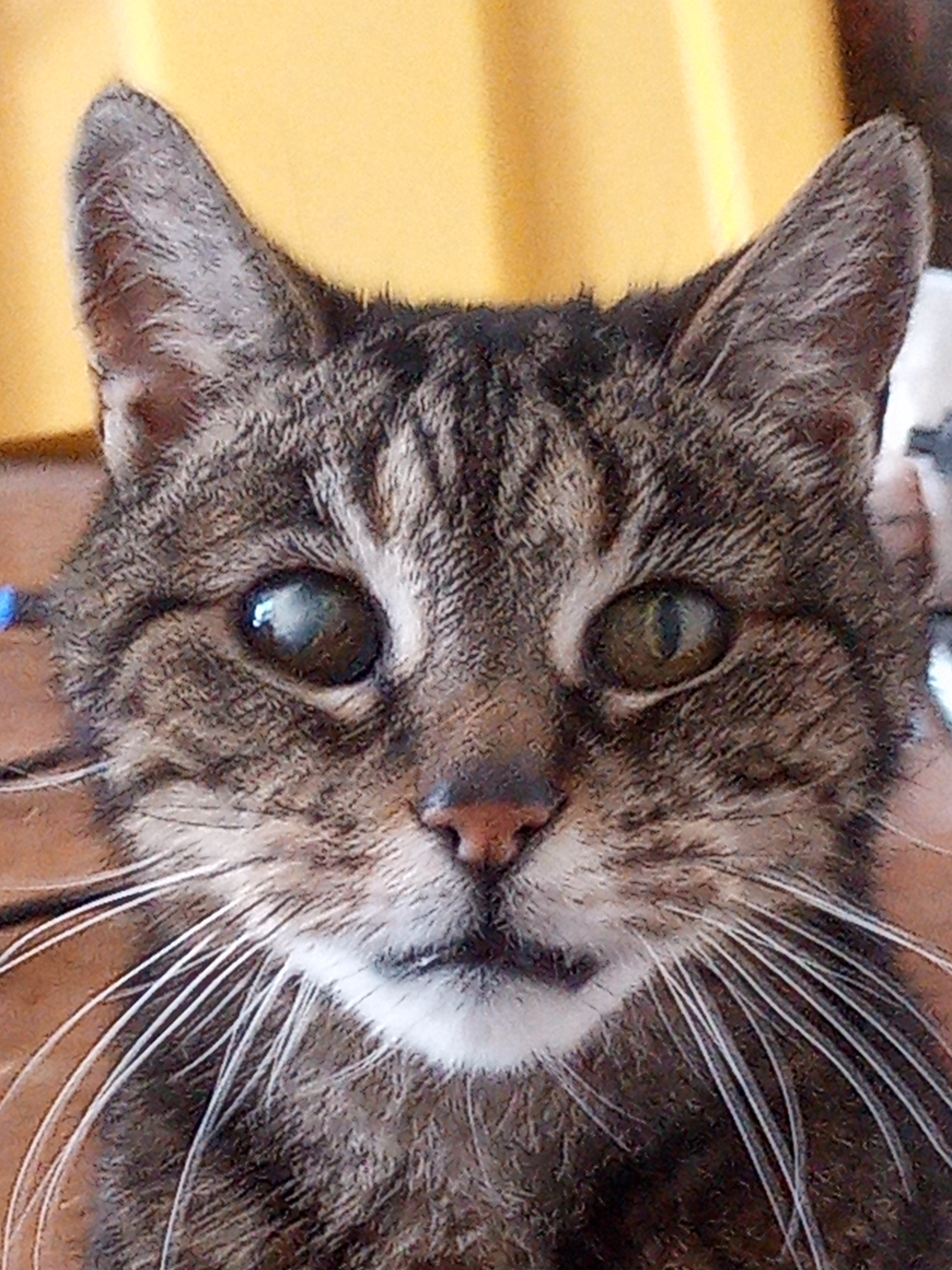 Mr Oswald Headshot of Mr Oswald, a tabby cat