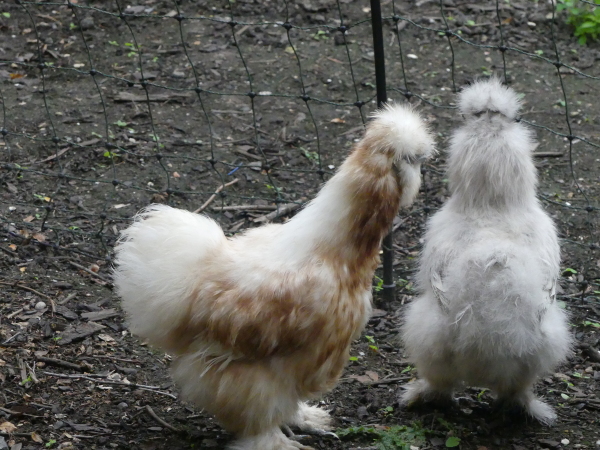 Two silkie hens called Creme Caramel and Syllabub