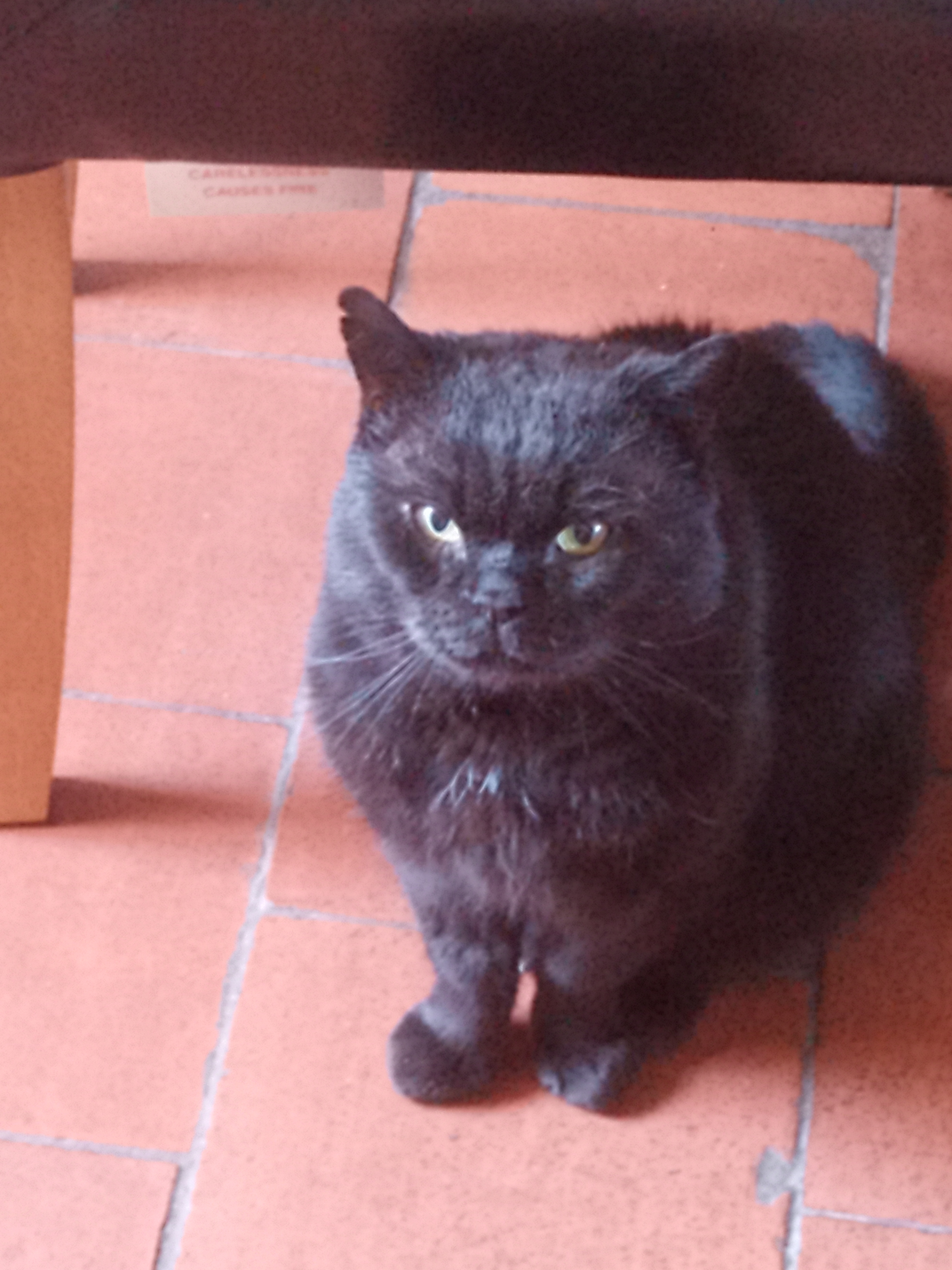 Photo of a large black cat