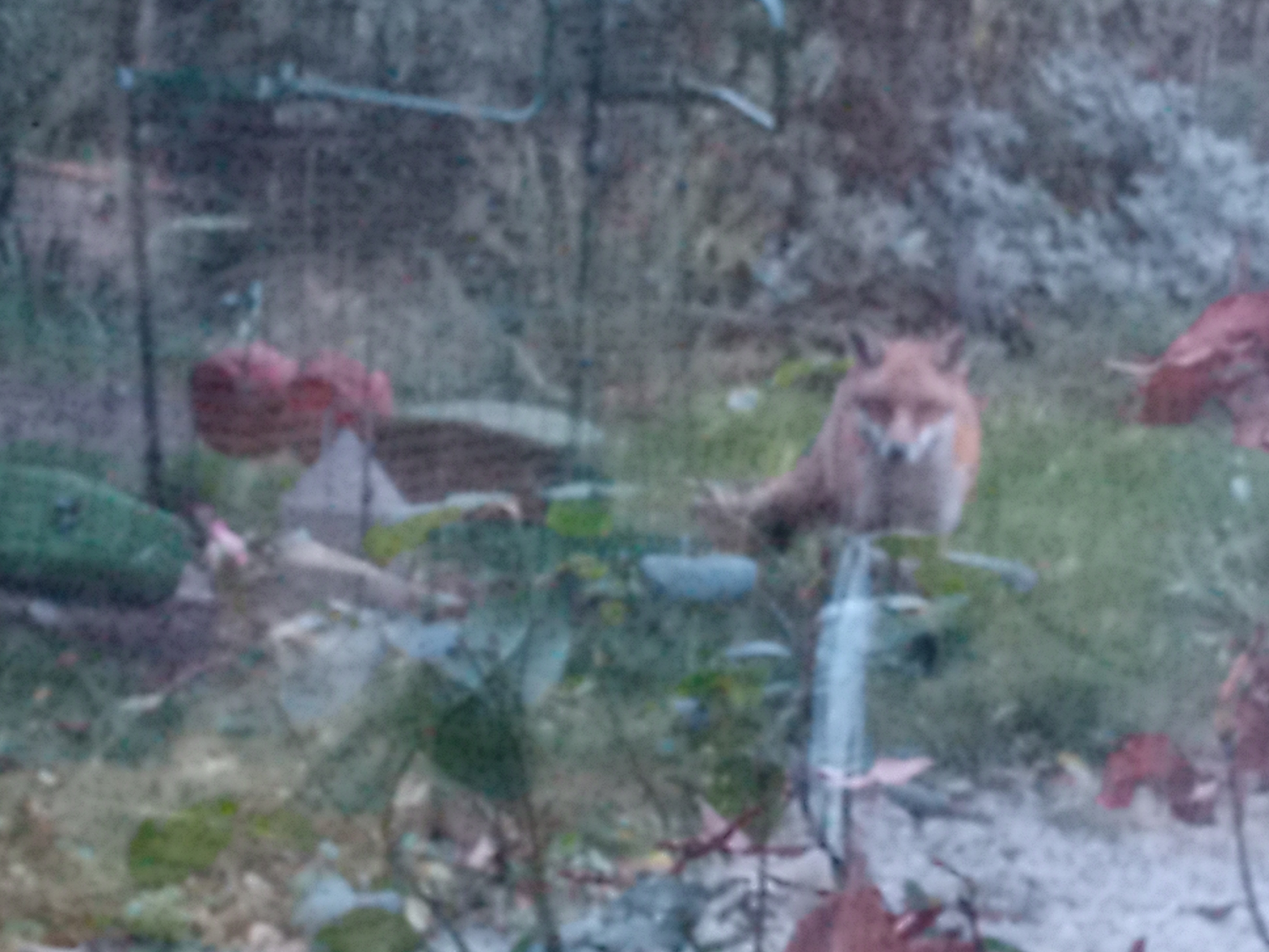 A fox visiting a chicken run (no chickens harmed!)