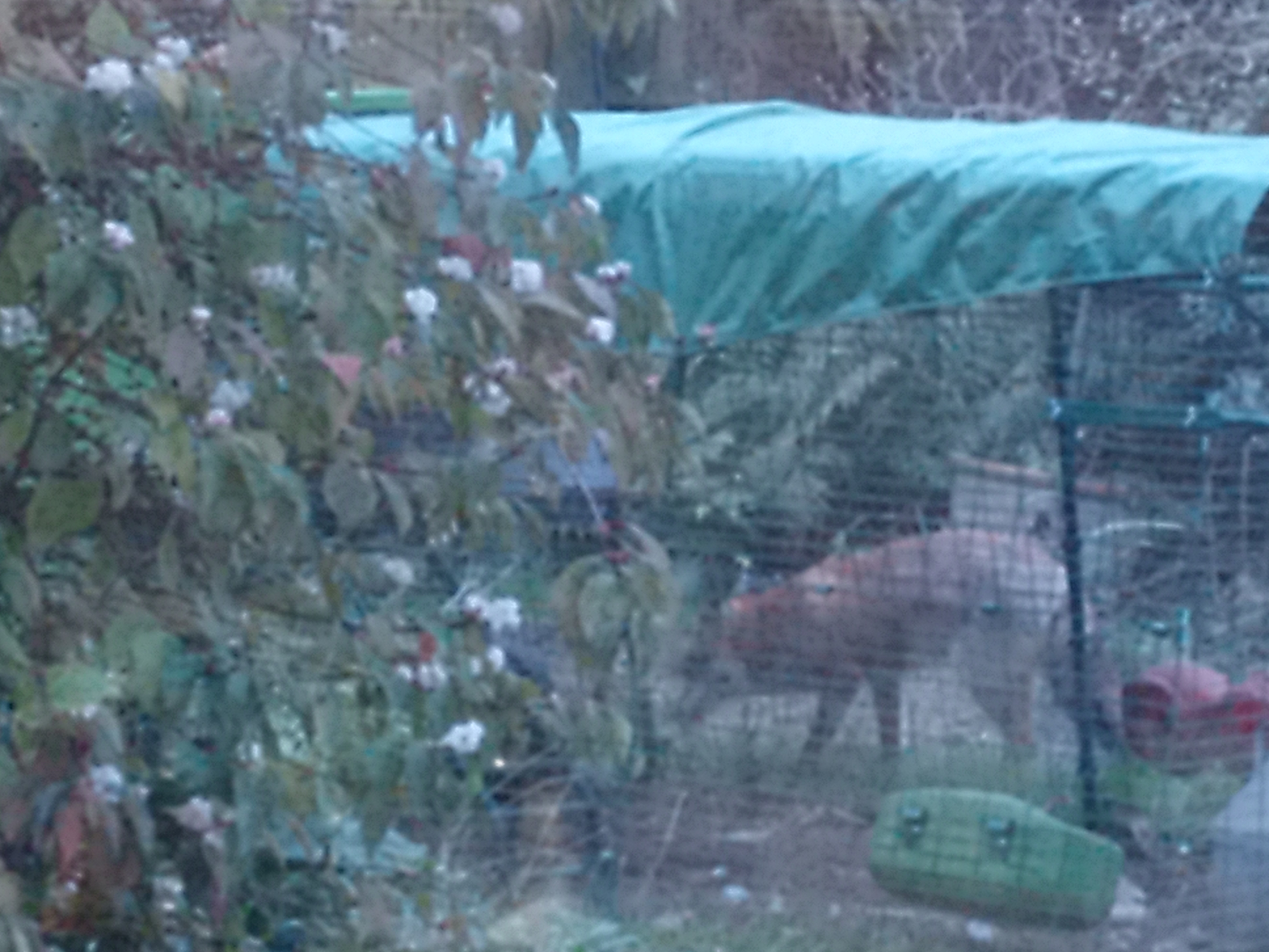 A fox trying to bite through the netting of a chicken run