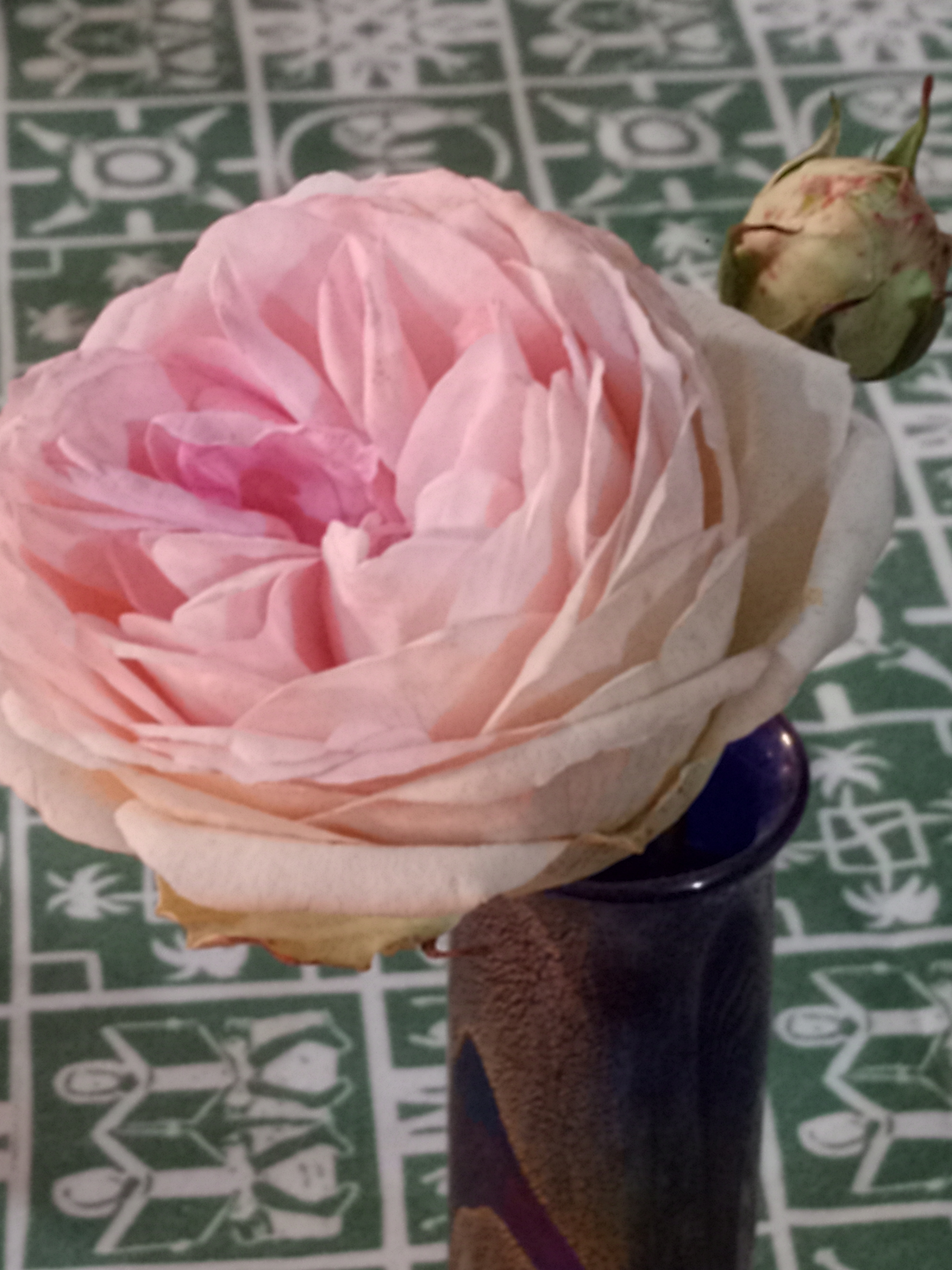 Rose (This Scepr'd Isle) Rose (This Scepr'd Isle): one open bloom and one bud in a vase