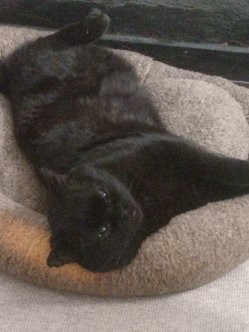 Black Cat in Cat Bed