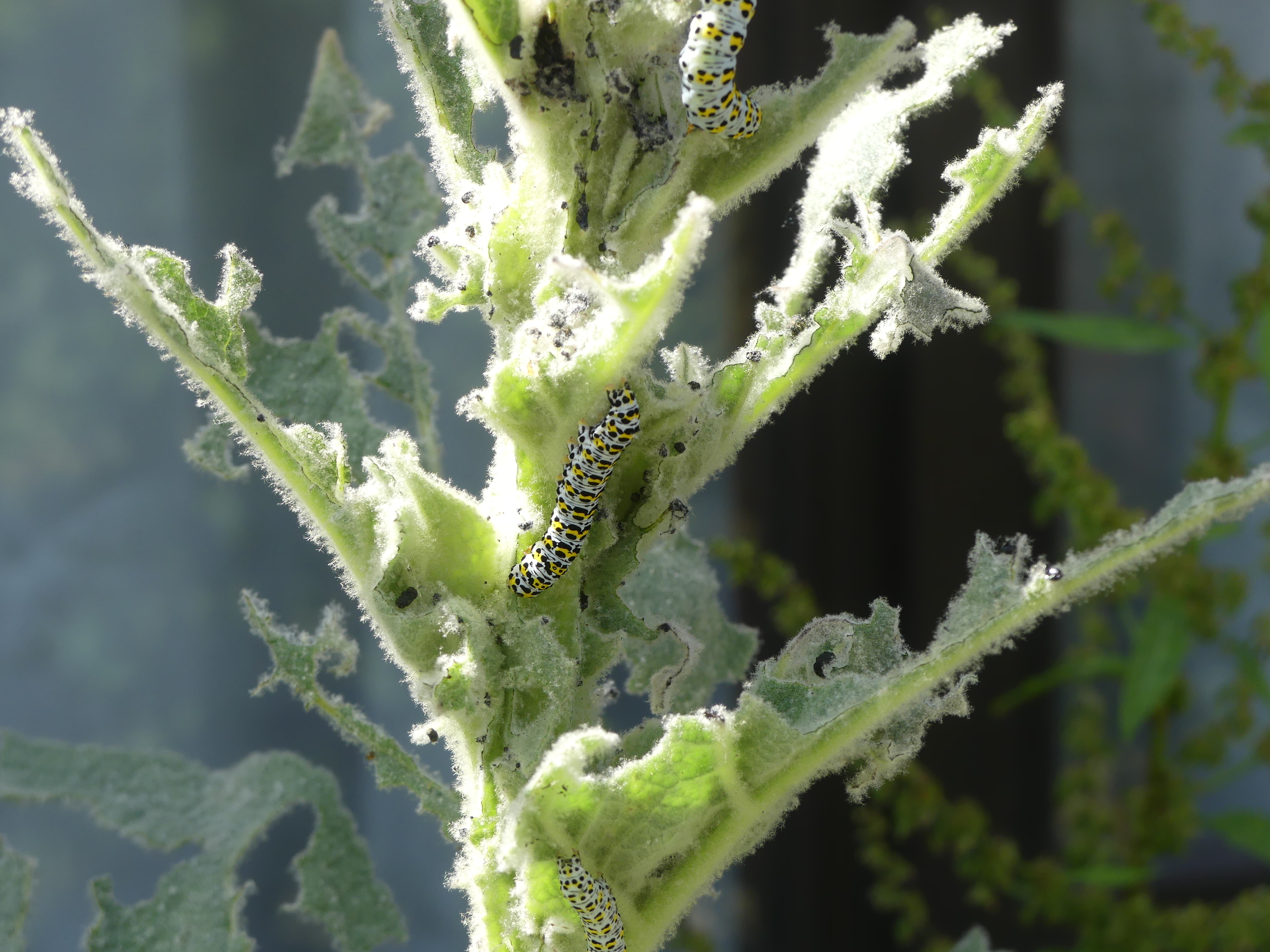 Mullein moth caterpillars on a mullein