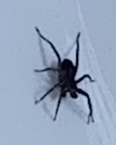 spider in bathtub